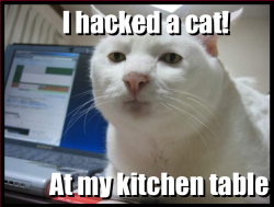 Hackedcat.png